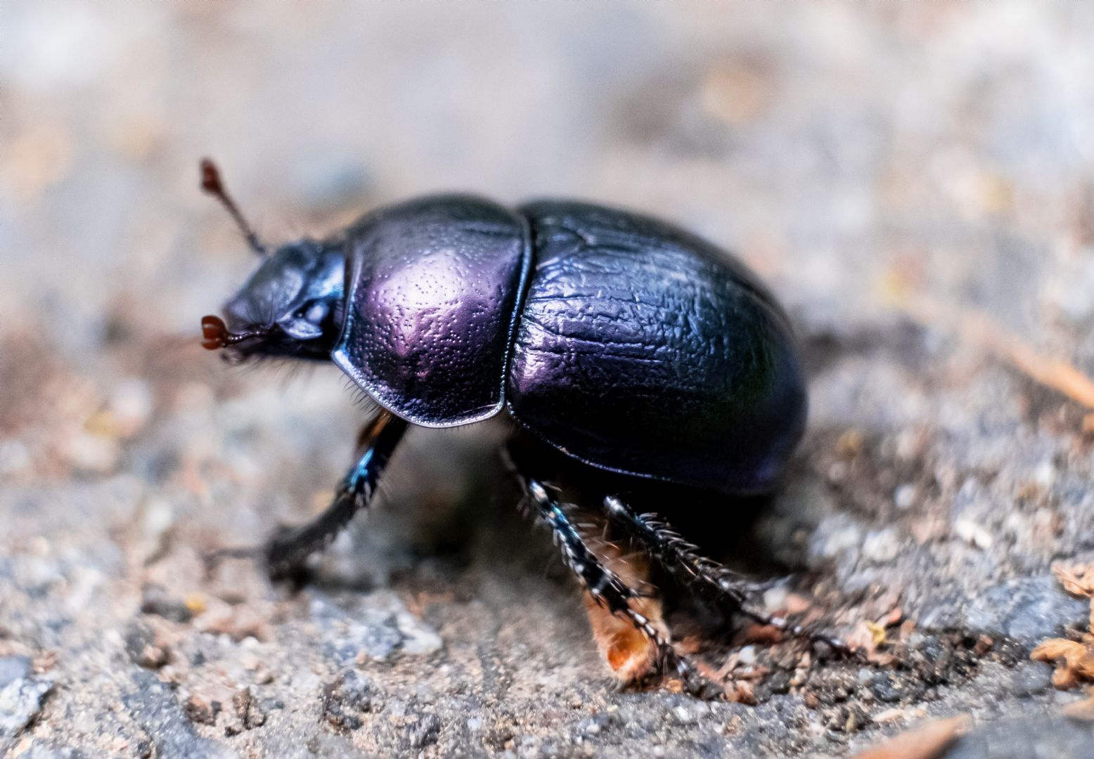 What Is Dung Beetle Visual Guide To Dung Beetles EHTN