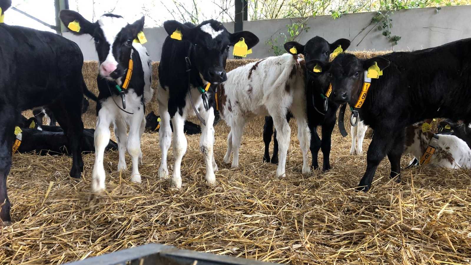 Calf Action Network