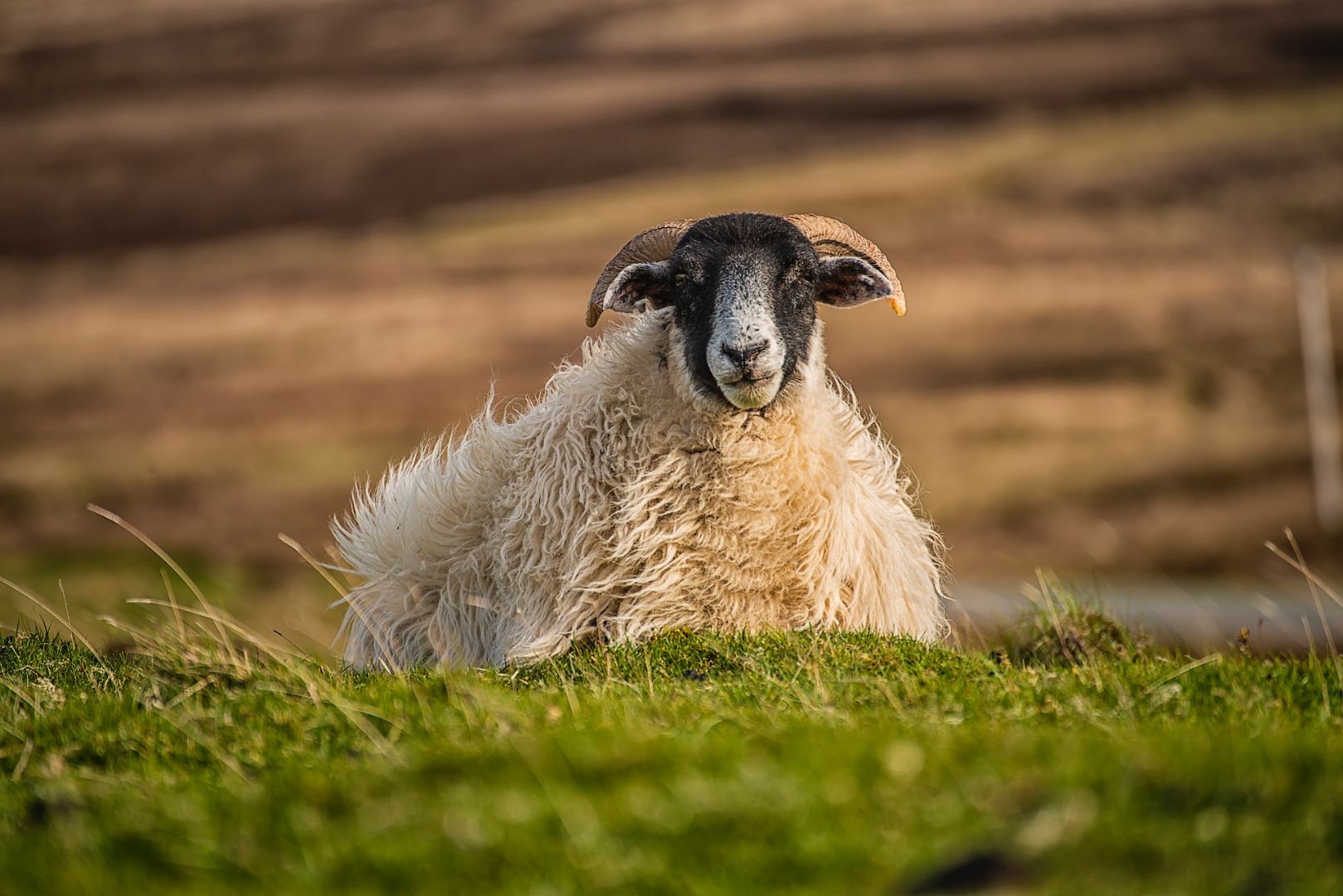 Positive Sheep Welfare & Wool