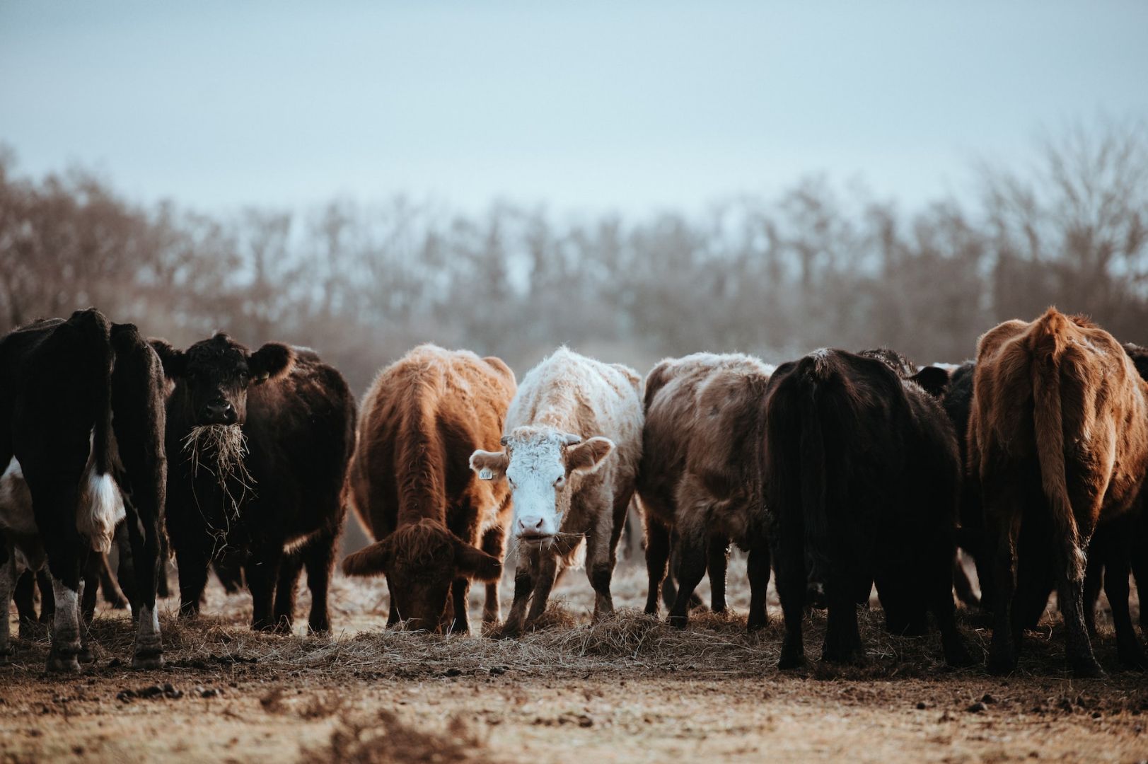 TB control & eradication in Wales